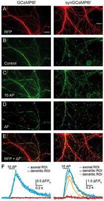 Imaging and Analysis of Presynaptic Calcium Influx in Cultured Neurons Using synGCaMP6f